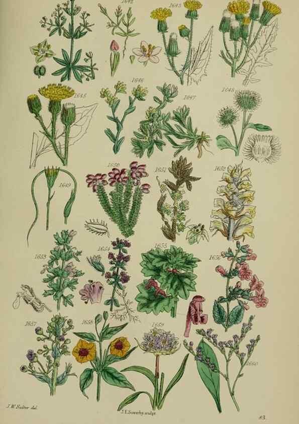 Reproducción/Reproduction 7507573520: British wild flowers.. London,J. Van Voorst,1876.