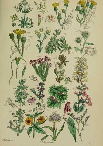 Reproducción/Reproduction 7507573520: British wild flowers.. London,J. Van Voorst,1876.