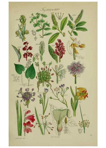 Reproducción/Reproduction 7507574764: British wild flowers.. London,J. Van Voorst,1876.