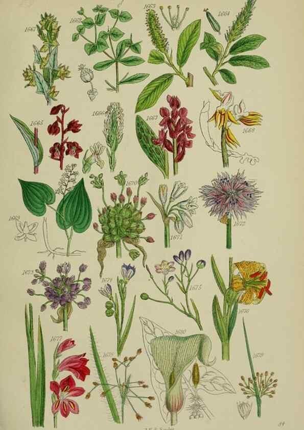 Reproducción/Reproduction 7507574764: British wild flowers.. London,J. Van Voorst,1876.
