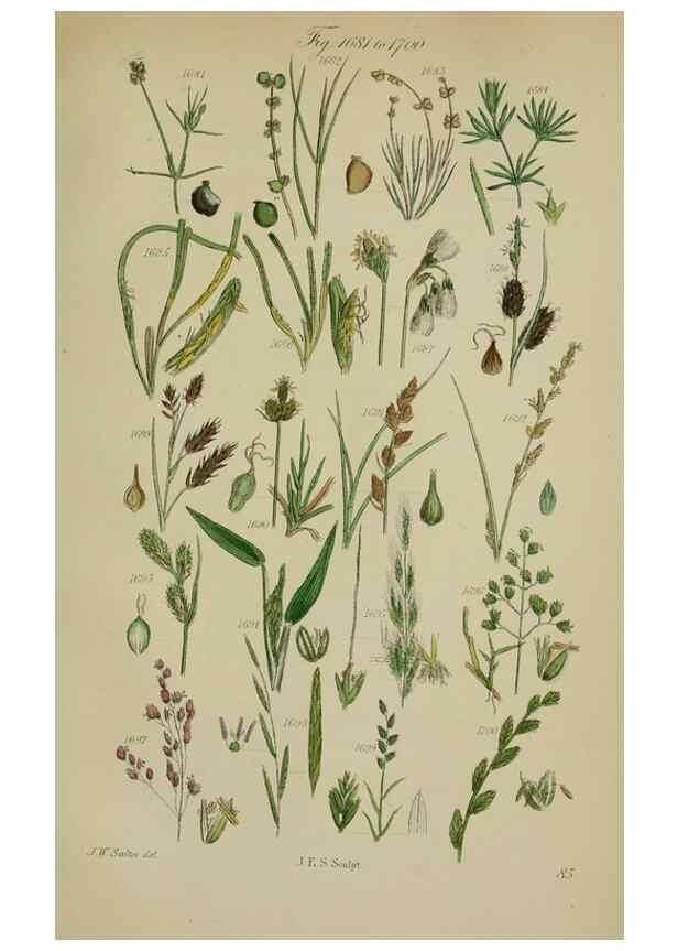 Reproducción/Reproduction 7507576352: British wild flowers.. London,J. Van Voorst,1876.