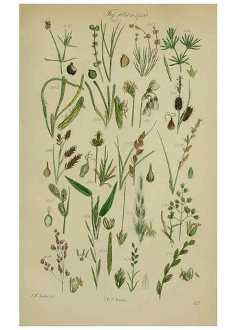 Reproducción/Reproduction 7507576352: British wild flowers.. London,J. Van Voorst,1876.