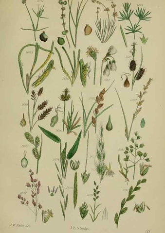 Reproducción/Reproduction 7507576352: British wild flowers.. London,J. Van Voorst,1876.