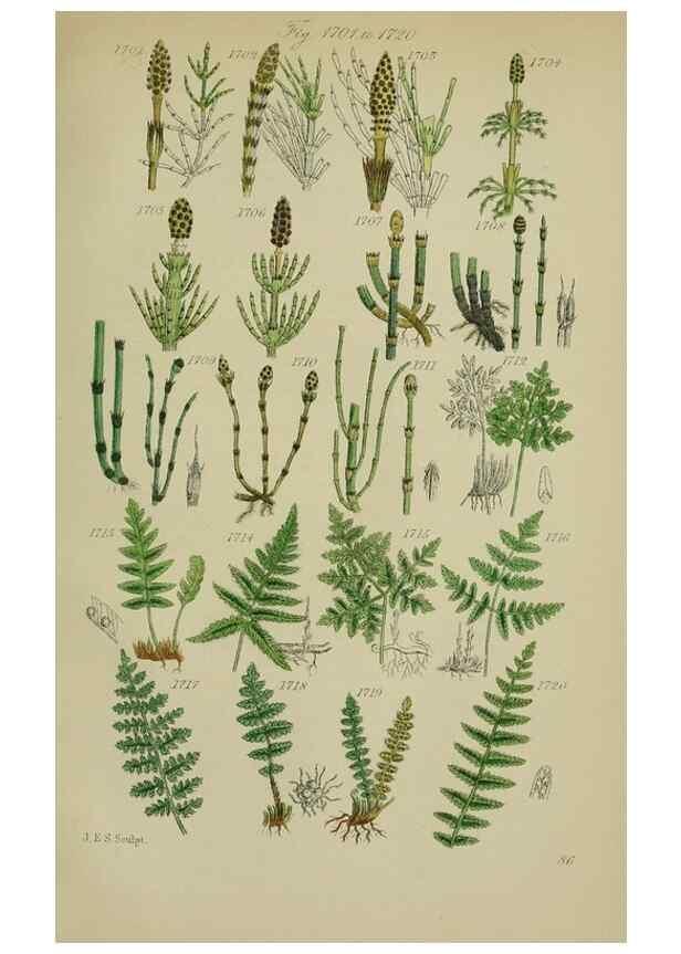 Reproducción/Reproduction 7507577982: British wild flowers.. London,J. Van Voorst,1876.