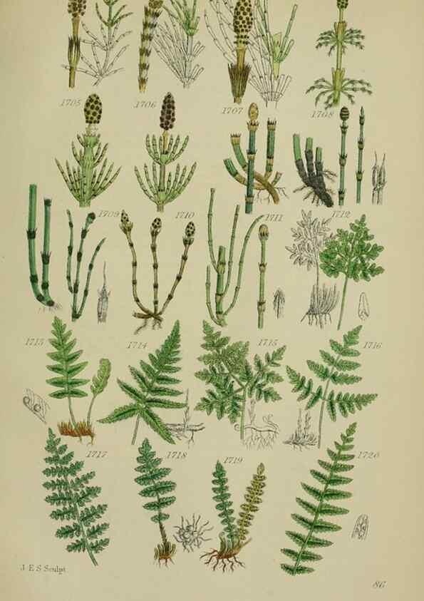 Reproducción/Reproduction 7507577982: British wild flowers.. London,J. Van Voorst,1876.