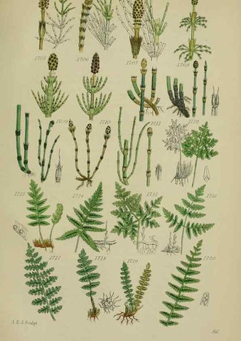 Reproducción/Reproduction 7507577982: British wild flowers.. London,J. Van Voorst,1876.