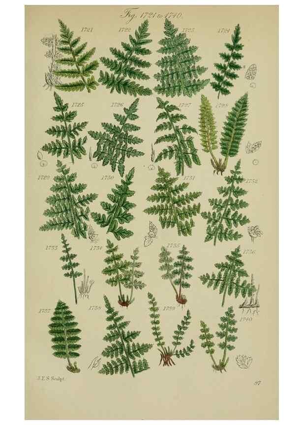 Reproducción/Reproduction 7507579660: British wild flowers.. London,J. Van Voorst,1876.