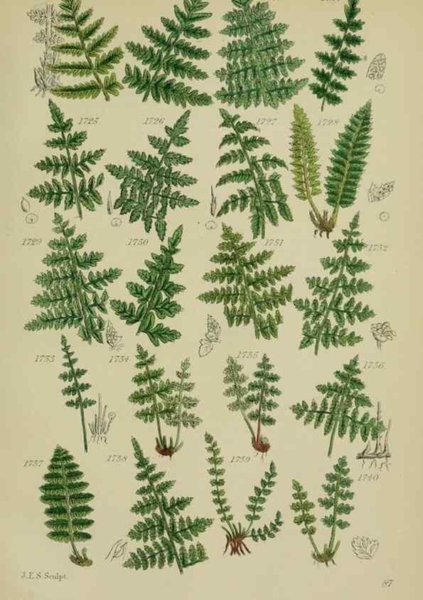 Reproducción/Reproduction 7507579660: British wild flowers.. London,J. Van Voorst,1876.