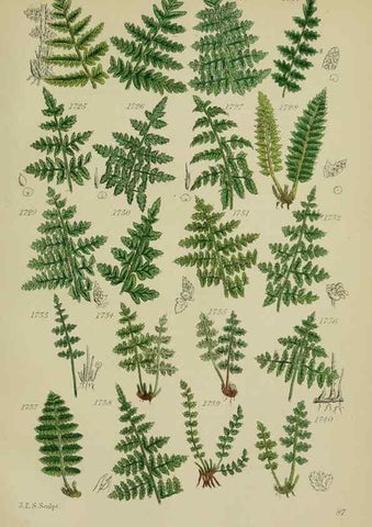 Reproducción/Reproduction 7507579660: British wild flowers.. London,J. Van Voorst,1876.