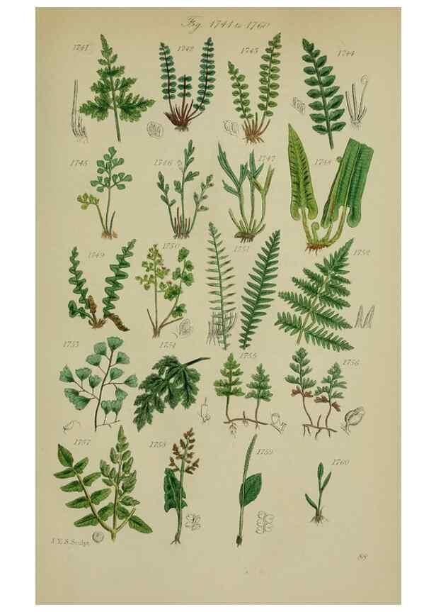 Reproducción/Reproduction 7507581334: British wild flowers.. London,J. Van Voorst,1876.