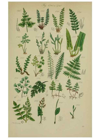 Reproducción/Reproduction 7507581334: British wild flowers.. London,J. Van Voorst,1876.