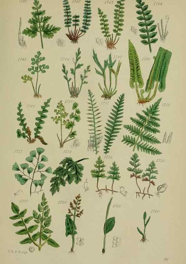 Reproducción/Reproduction 7507581334: British wild flowers.. London,J. Van Voorst,1876.