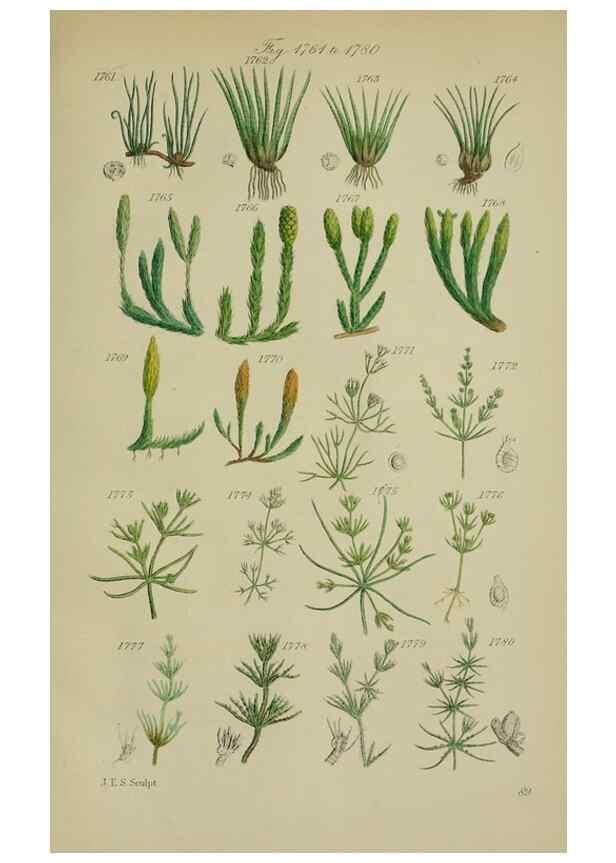 Reproducción/Reproduction 7507582830: British wild flowers.. London,J. Van Voorst,1876.