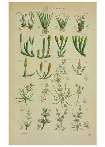 Reproducción/Reproduction 7507582830: British wild flowers.. London,J. Van Voorst,1876.