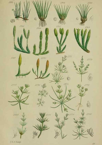 Reproducción/Reproduction 7507582830: British wild flowers.. London,J. Van Voorst,1876.