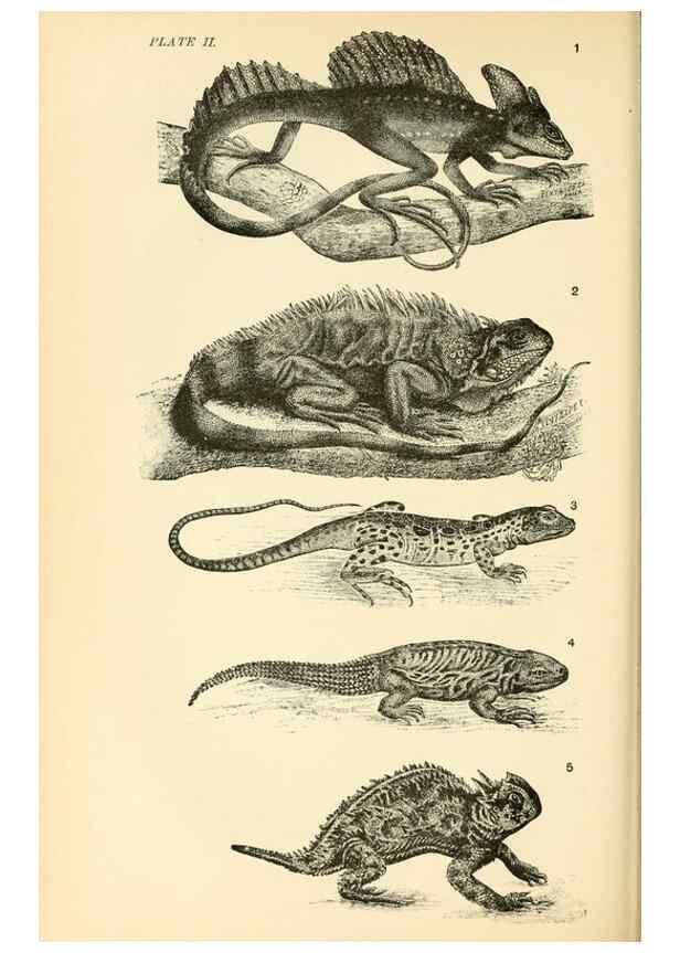 Reproducción/Reproduction 7508284616: The origin of the fittest :. New York :D. Appleton,1887.