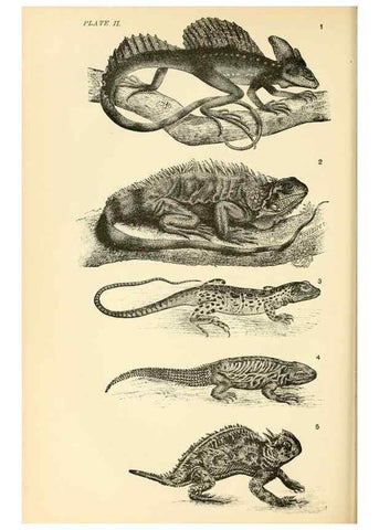 Reproducción/Reproduction 7508284616: The origin of the fittest :. New York :D. Appleton,1887.