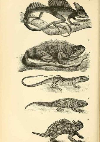 Reproducción/Reproduction 7508284616: The origin of the fittest :. New York :D. Appleton,1887.
