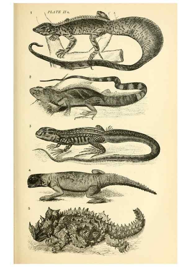 Reproducción/Reproduction 7508286986: The origin of the fittest :. New York :D. Appleton,1887.
