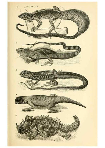 Reproducción/Reproduction 7508286986: The origin of the fittest :. New York :D. Appleton,1887.