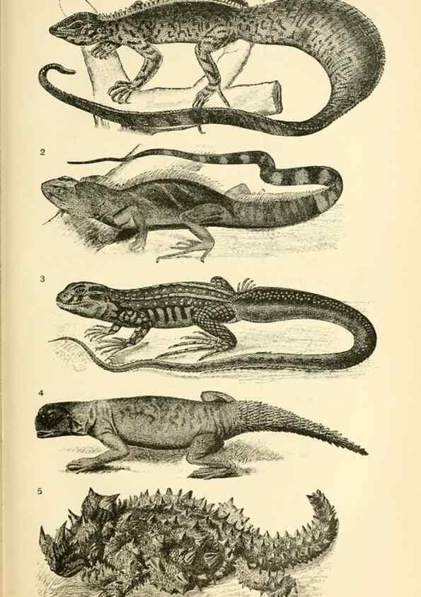 Reproducción/Reproduction 7508286986: The origin of the fittest :. New York :D. Appleton,1887.