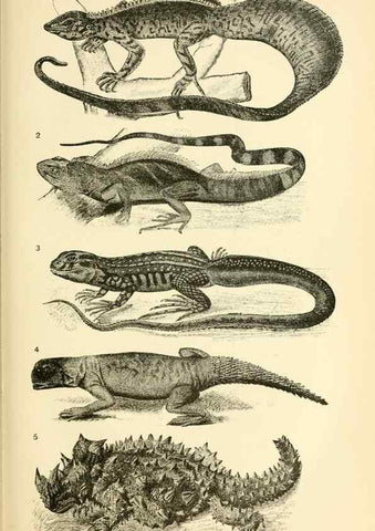 Reproducción/Reproduction 7508286986: The origin of the fittest :. New York :D. Appleton,1887.