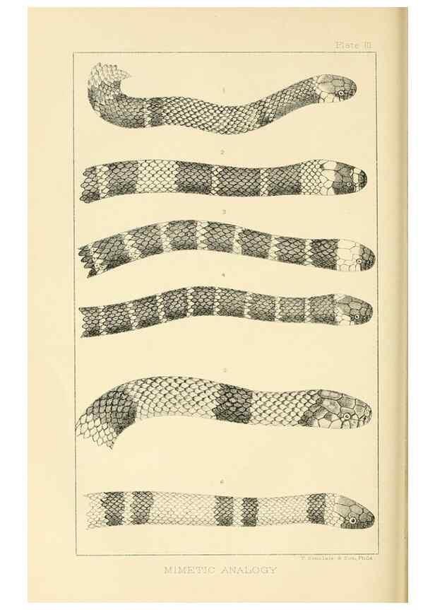 Reproducción/Reproduction 7508288598: The origin of the fittest :. New York :D. Appleton,1887.