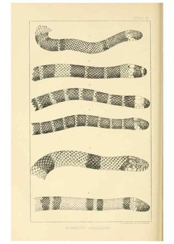 Reproducción/Reproduction 7508288598: The origin of the fittest :. New York :D. Appleton,1887.