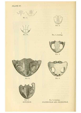 Reproducción/Reproduction 7508291498: The origin of the fittest :. New York :D. Appleton,1887.