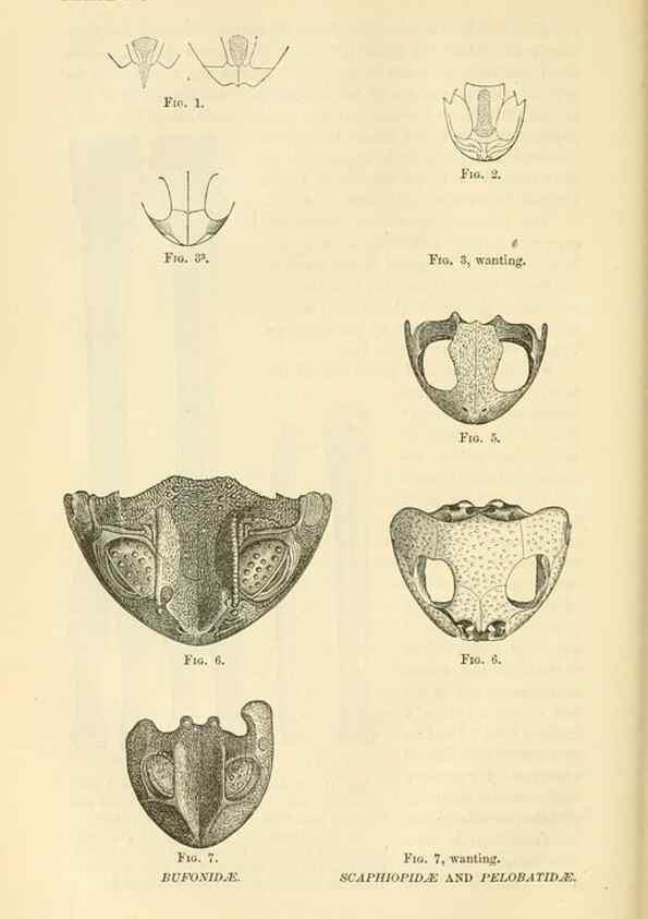Reproducción/Reproduction 7508291498: The origin of the fittest :. New York :D. Appleton,1887.