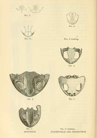 Reproducción/Reproduction 7508291498: The origin of the fittest :. New York :D. Appleton,1887.