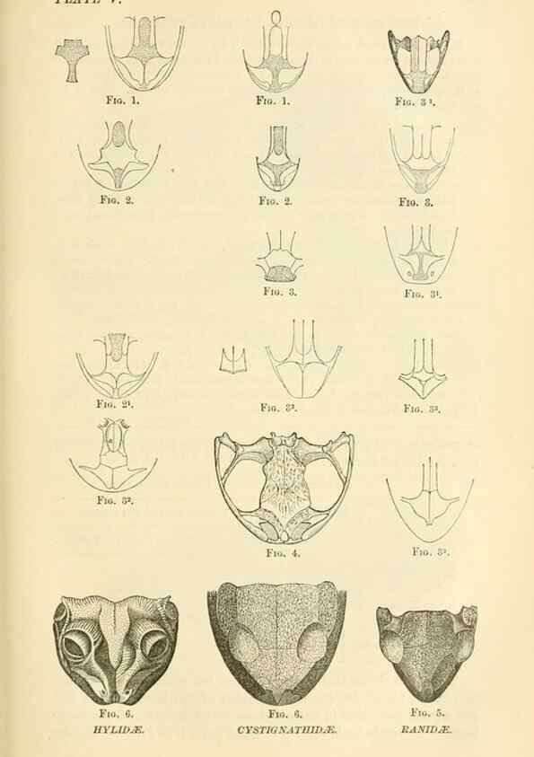Reproducción/Reproduction 7508293034: The origin of the fittest :. New York :D. Appleton,1887.