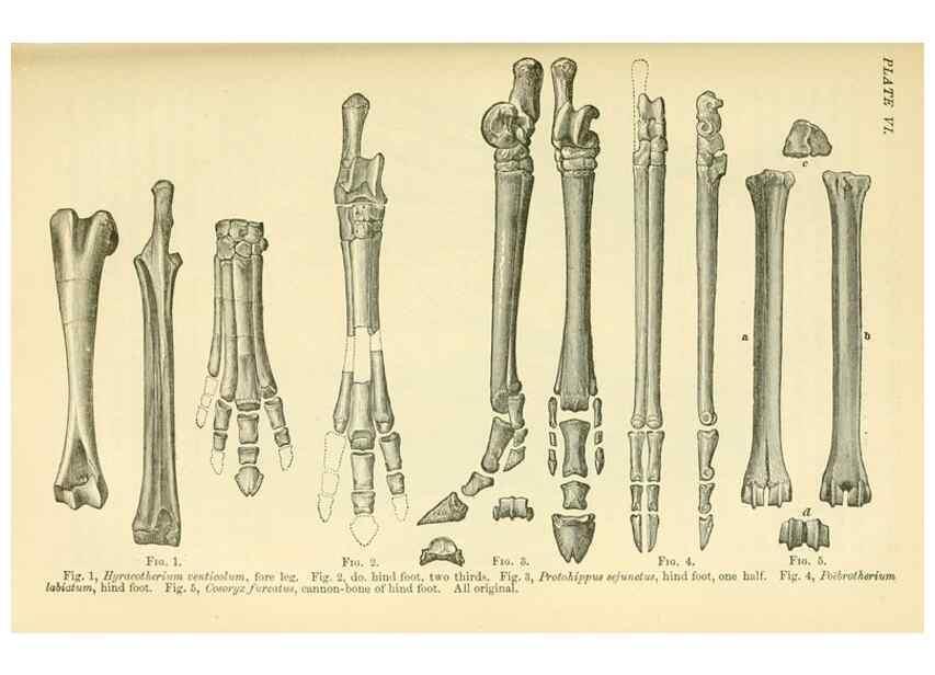 Reproducción/Reproduction 7508295002: The origin of the fittest :. New York :D. Appleton,1887.