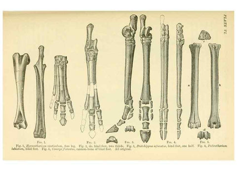 Reproducción/Reproduction 7508295002: The origin of the fittest :. New York :D. Appleton,1887.