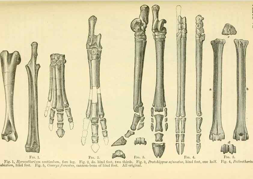 Reproducción/Reproduction 7508295002: The origin of the fittest :. New York :D. Appleton,1887.