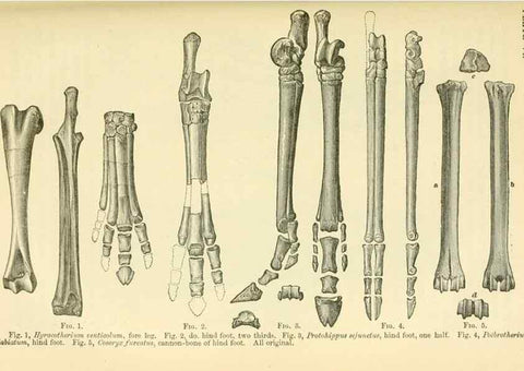 Reproducción/Reproduction 7508295002: The origin of the fittest :. New York :D. Appleton,1887.