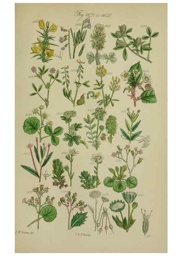 Reproducción/Reproduction 7507572186: British wild flowers.. London,J. Van Voorst,1876.