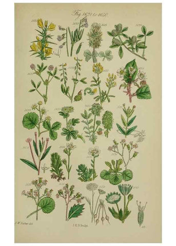 Reproducción/Reproduction 7507572186: British wild flowers.. London,J. Van Voorst,1876.