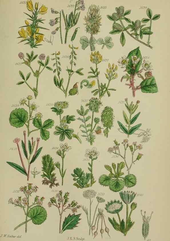 Reproducción/Reproduction 7507572186: British wild flowers.. London,J. Van Voorst,1876.