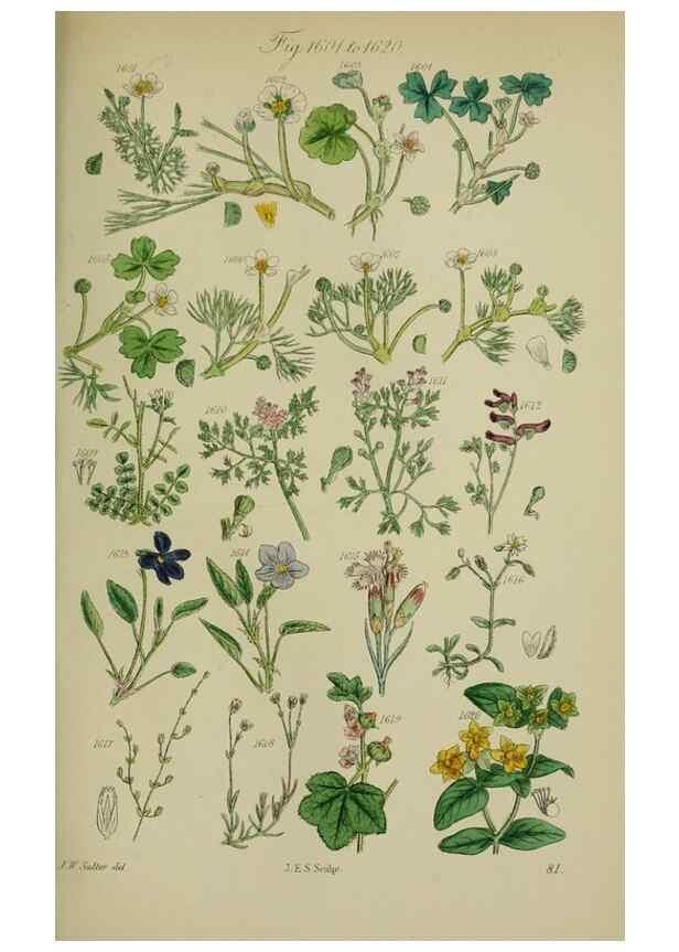 Reproducción/Reproduction 7507570502: British wild flowers.. London,J. Van Voorst,1876.