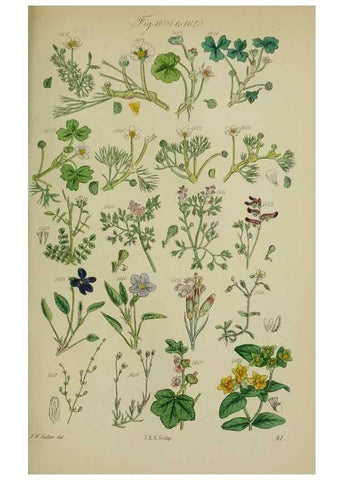 Reproducción/Reproduction 7507570502: British wild flowers.. London,J. Van Voorst,1876.