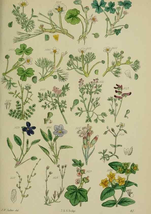 Reproducción/Reproduction 7507570502: British wild flowers.. London,J. Van Voorst,1876.