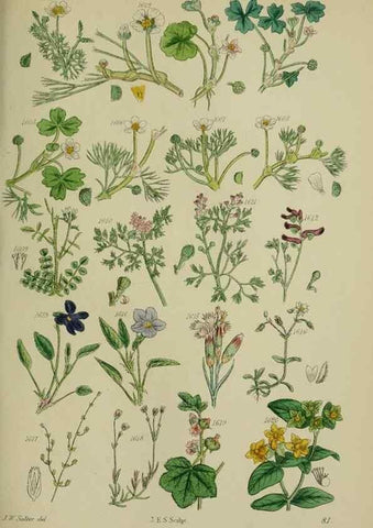 Reproducción/Reproduction 7507570502: British wild flowers.. London,J. Van Voorst,1876.