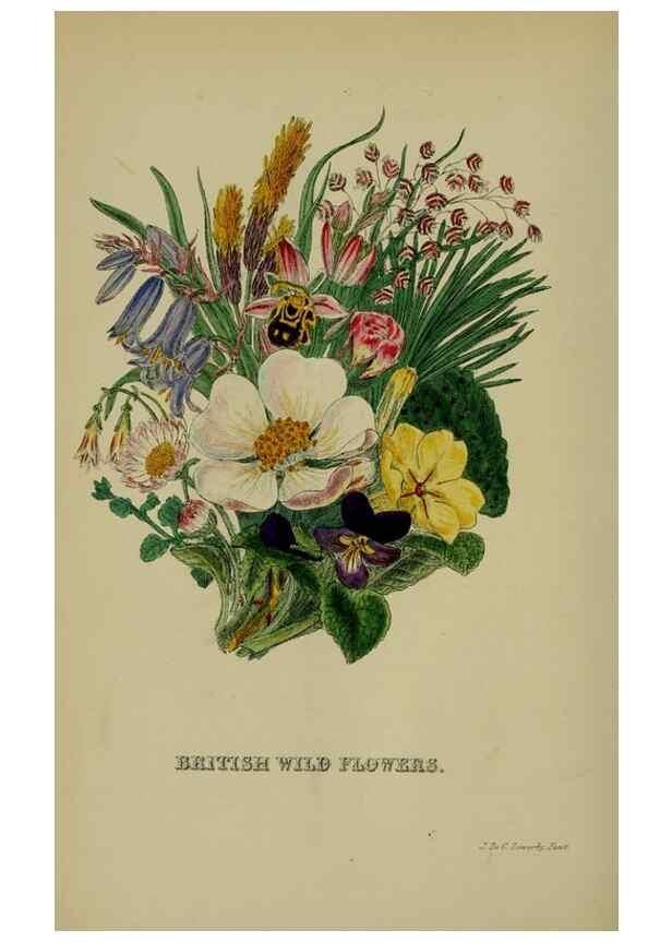 Reproducción/Reproduction 7507569088: British wild flowers.. London,J. Van Voorst,1876.