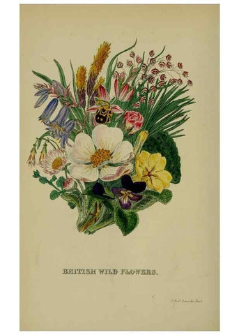 Reproducción/Reproduction 7507569088: British wild flowers.. London,J. Van Voorst,1876.