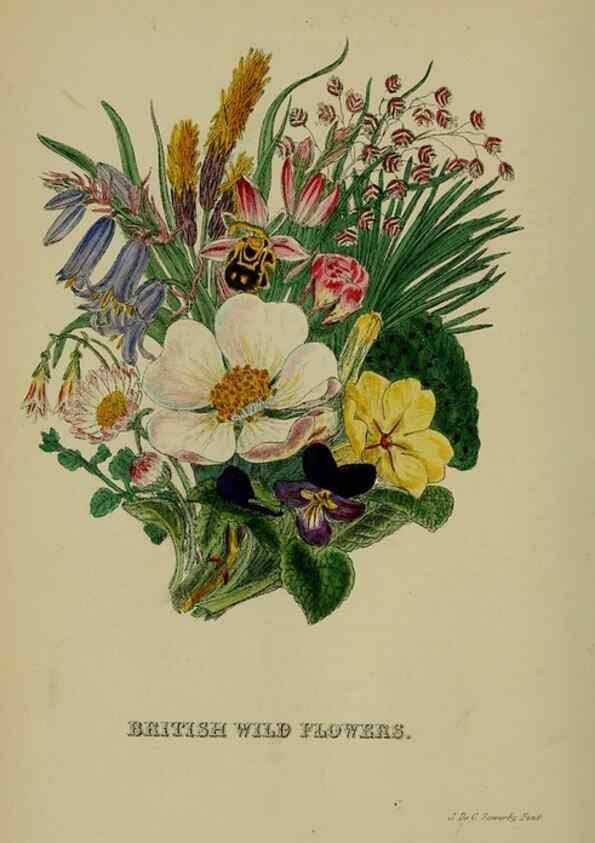 Reproducción/Reproduction 7507569088: British wild flowers.. London,J. Van Voorst,1876.