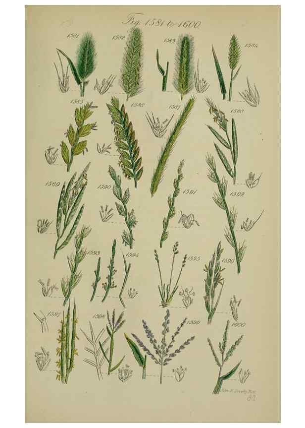 Reproducción/Reproduction 7507567706: British wild flowers.. London,J. Van Voorst,1876.