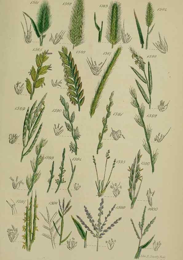 Reproducción/Reproduction 7507567706: British wild flowers.. London,J. Van Voorst,1876.
