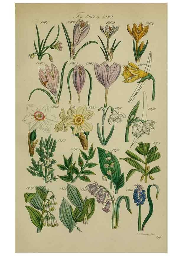 Reproducción/Reproduction 7507544718: British wild flowers.. London,J. Van Voorst,1876.