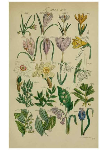 Reproducción/Reproduction 7507544718: British wild flowers.. London,J. Van Voorst,1876.
